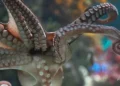 Two Oceans Aquarium octopus picks Mexico vs Bafana Bafana winner