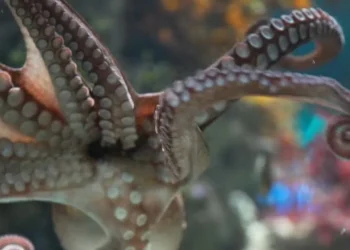Two Oceans Aquarium octopus picks Mexico vs Bafana Bafana winner