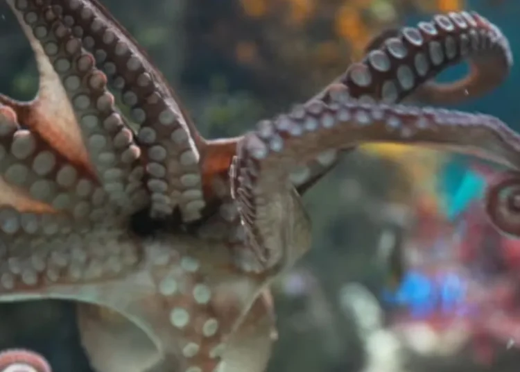 Two Oceans Aquarium octopus picks Mexico vs Bafana Bafana winner